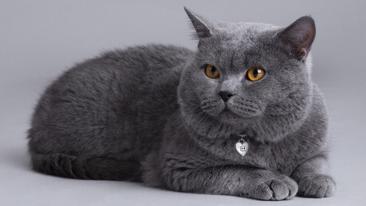 Silver rhodium plated